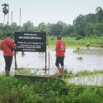 Usai Pasang Papan Bicara,Lahadi Kini Tanam Padi, Dalam Pengawasan LSM LABRAKI