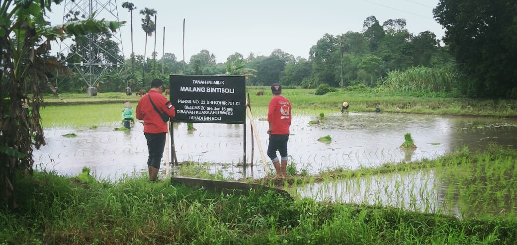 Usai Pasang Papan Bicara,Lahadi Kini Tanam Padi, Dalam Pengawasan LSM LABRAKI