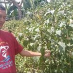Akibat makan buah Kecubung,Tiga Anak Remaja Masuk Klinik Blanakan