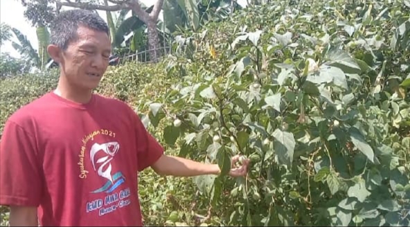 Akibat makan buah Kecubung,Tiga Anak Remaja Masuk Klinik Blanakan