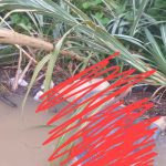 Mayat Terapung Di Sungai Ogan Baturaja