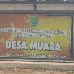 Rumput Liar di bahu jalan Desa Muara meninggi,Terkesan tak ada yang Peduli