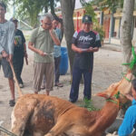 SMA Negeri Satu Blanakan Adakan Pemotongan Kurban Sapi Dan Domba