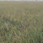 hama tikus Mengganas menyerang ratusan hektare lahan pertanian milik para petani Di Desa Mulyajaya