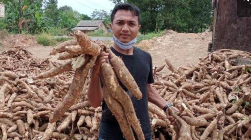 Staf Khusus Presiden Prof Boy Arsa Pacu Petani Lampung hasilkan Jagung dan Singkong berkwalitas