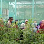 KAPOLSEK BLANAKAN Mengerakan dan Dampingi Kelompok Wanita Tani Subur Makmur Dalam Upaya Dukung Program Ketahanan Panga