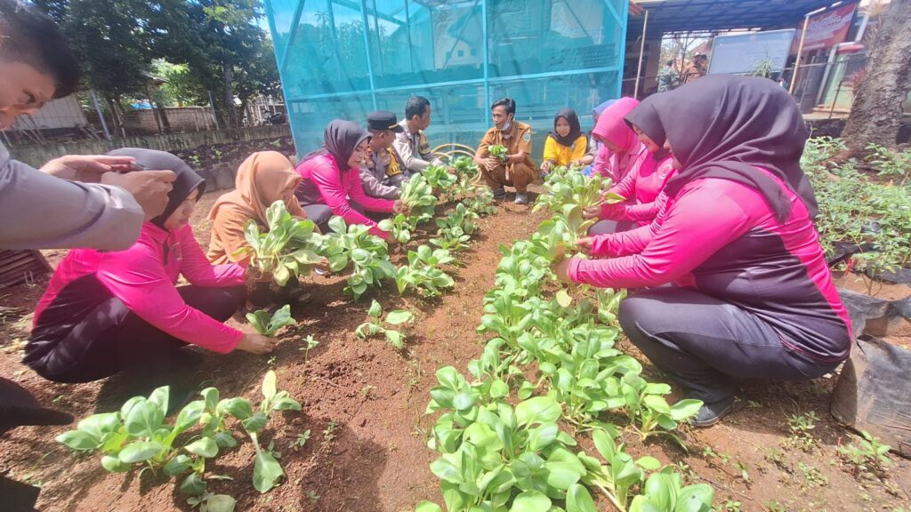 Polsek Blanakan Bersama Bhayangkari Polsek Blanakan Laksanakan Panen Program P2L