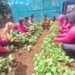 Polsek Blanakan Bersama Bhayangkari Polsek Blanakan Laksanakan Panen Program P2L