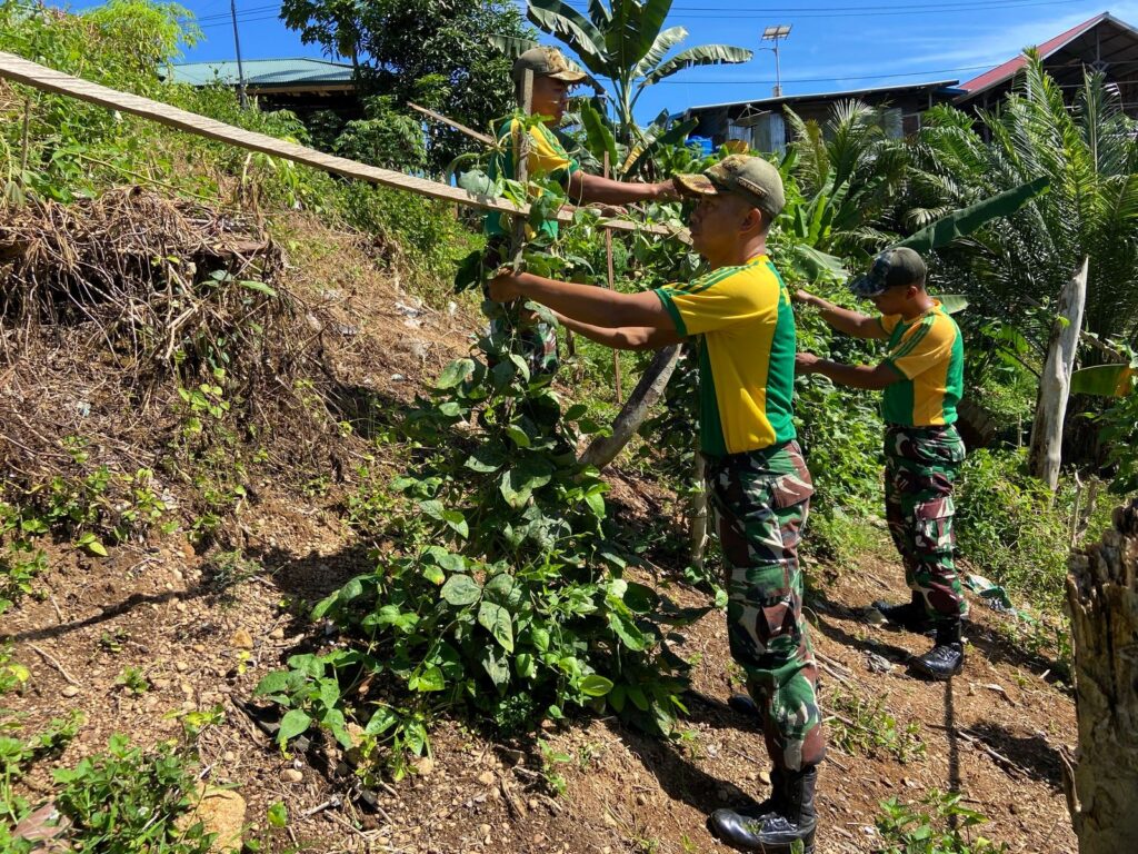Optimalkan Lahan Kosong, Satgas Pamtas Yonarmed 11 Kostrad Wujudkan Pertanian Produktif di Perbatasan