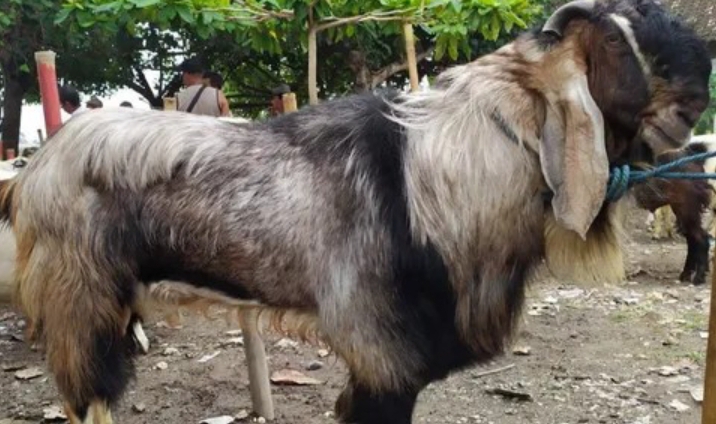 Muatan Nilai Spiritualitas Dalam Perayaan Hari Raya Idhul Qurban