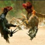 Sabung Ayam di Pematangsiantar dijadikan arena Perjudian, Warga Minta Aparat Tindak Tegas.