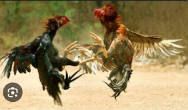 Sabung Ayam di Pematangsiantar dijadikan arena Perjudian, Warga Minta Aparat Tindak Tegas.