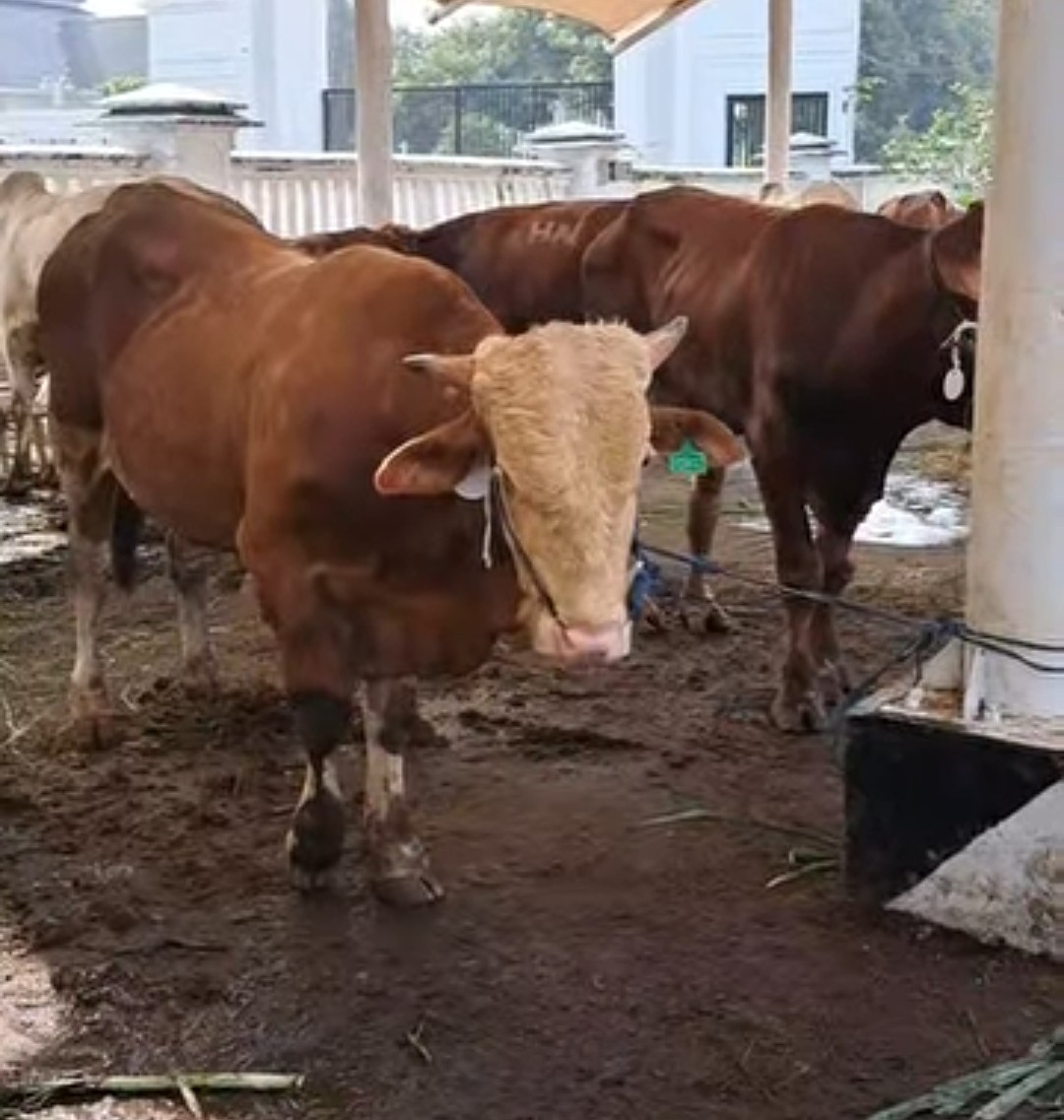 Minim Sumbangan Kurban, Bupati Karawang Kecewa pada Perusahaan Industri