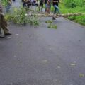 Tukang Paket Tewas Tertimpa Pohon Karet di OKU Timur, Warga Diminta Waspada