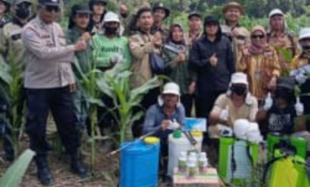 Penyemprotan Insektisida Lahan Jagung di Desa Suka Pindah, Dukung Gerakan Nasional Ketahanan Pangan 2025