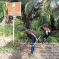 Kejati Sumut Telah Menyita 210 Ha Milik Akuang, Tapi Masih Bebas Panen, Ada Apa dengan BBKSDA Sumut?