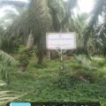 Ketua DPW LSM ELANG MAS Sumut Desak Akuang Hentikan Panen Sawit di Lahan Sitaan Kejati