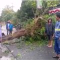 Lamongan Selatan Diterjang Cuaca Ekstrem, Pohon Tumbang Dan Belasan Rumah Rusak. 