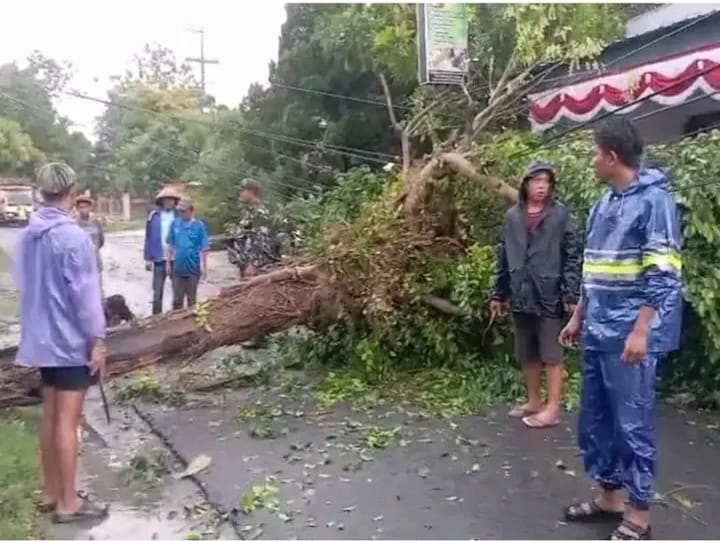 Lamongan Selatan Diterjang Cuaca Ekstrem, Pohon Tumbang Dan Belasan Rumah Rusak. 