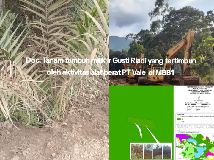 Tanaman Tumbuh Masyarakat di MBB1 Dirusak oleh Aktivitas PT Vale, Masyarakat Desak Kemenhut Bertindak Segera!