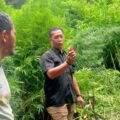 Deninteldam I/BB Temukan Ladang Ganja di Hutan Sibuatan, Karo