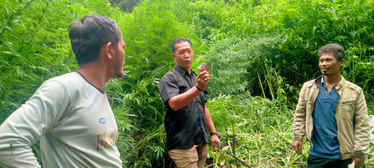 Deninteldam I/BB Temukan Ladang Ganja di Hutan Sibuatan, Karo