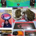 Satresnarkoba Polres Pagaralam Ringkus Pengedar Ganja di Sidorejo, Sita Barang Bukti 500 Gram