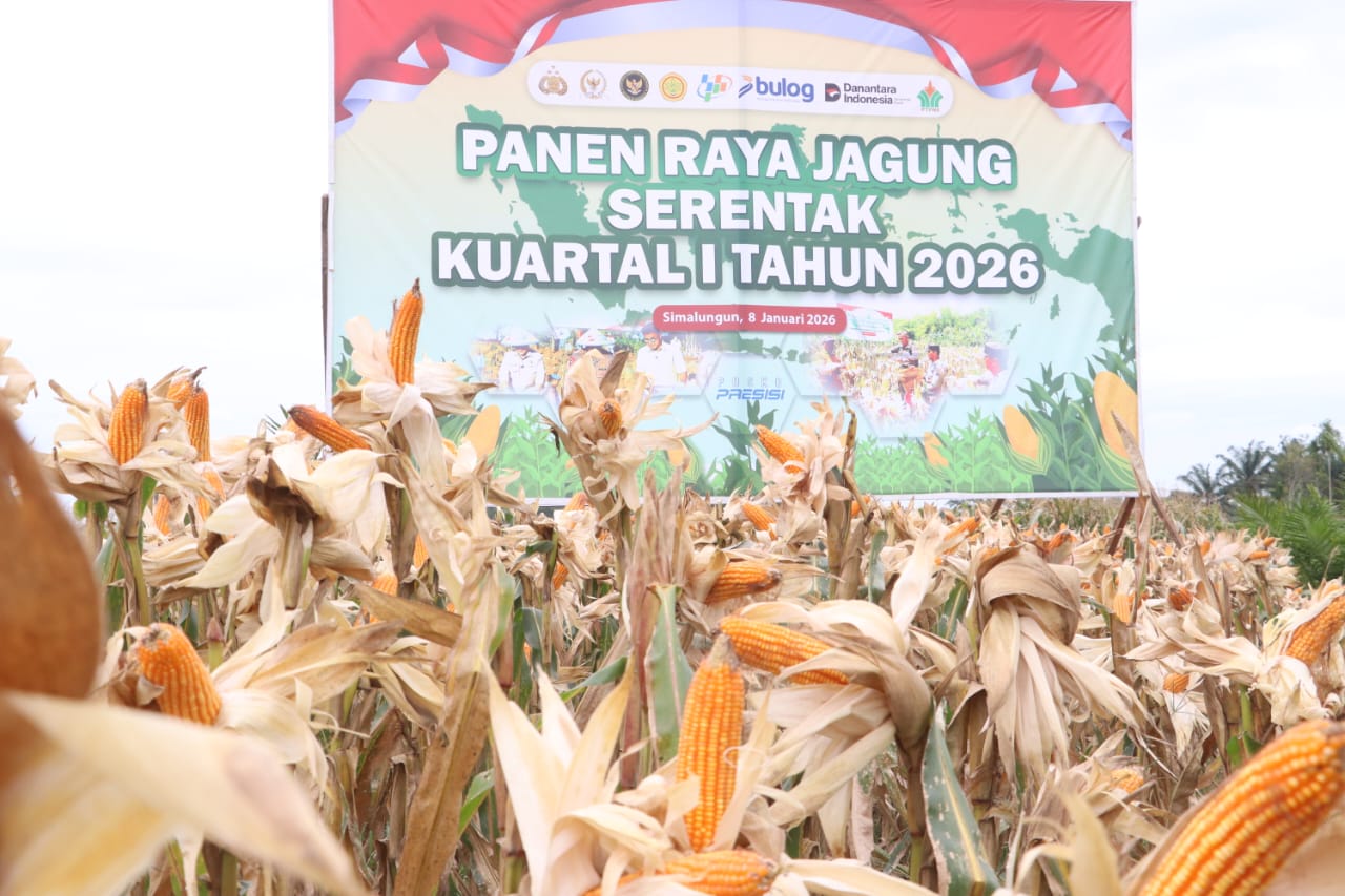 Kapolri Zoom Call Panen Jagung! Polres Simalungun Gelar Panen Raya Serentak 12 Hektar, Jenderal Listyo: “Polri Penggerak Ekonomi Petani!”