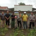 Kapolsek Blanakan Pimpin Penanaman Jagung Serentak 750 Hektare Sepolda Jabar Tingkat Kecamatan Blanakan