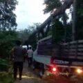 Pohon Tumbang di Dekat kantor Polsek Lengkiti, Arus Lalu Lintas Sempat Tersendat