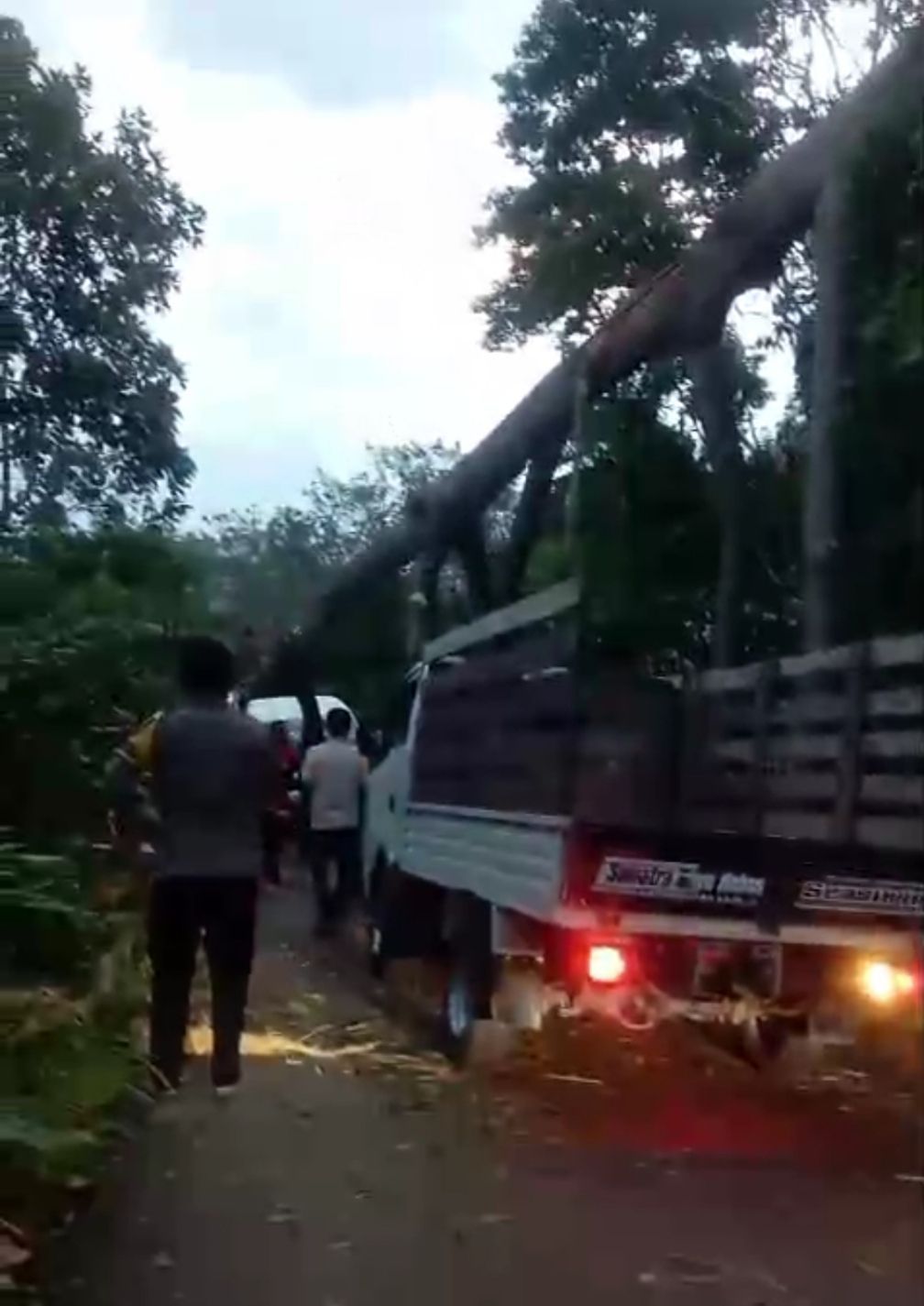 Pohon Tumbang di Dekat kantor Polsek Lengkiti, Arus Lalu Lintas Sempat Tersendat