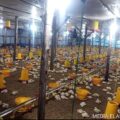 “GILA! 12 Ribu Ayam per Siklus” – Ternak Broiler di Baturaja Ini Bikin Warga Ikut Panen Rezeki*”