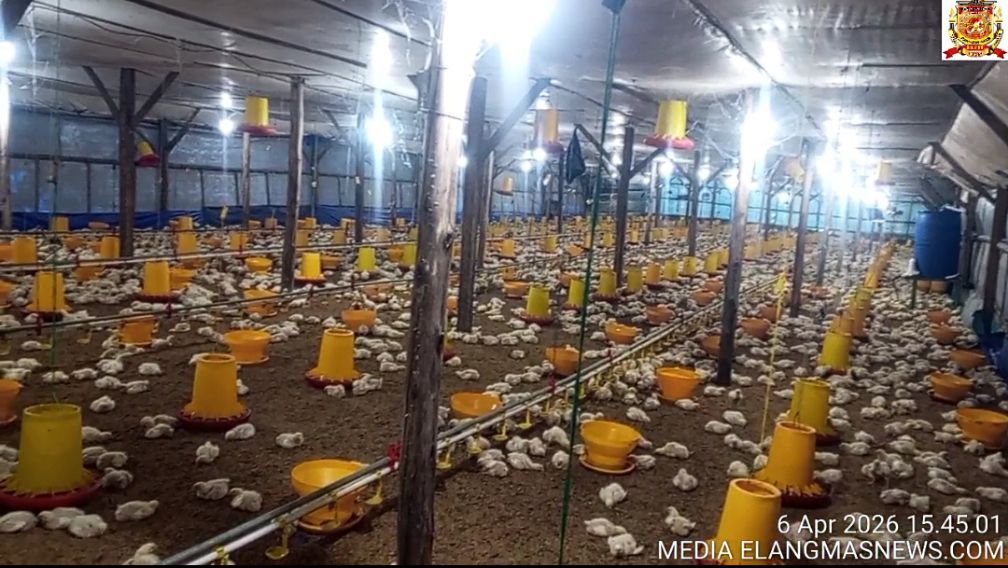 “GILA! 12 Ribu Ayam per Siklus” – Ternak Broiler di Baturaja Ini Bikin Warga Ikut Panen Rezeki*”