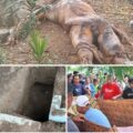Geger! Makam Dibongkar, Jenazah Warga Lansia Dipindahkan Orang Tak Dikenal di Simalungun
