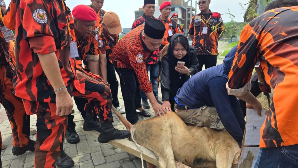 Pemuda Pancasila Deli Serdang Sembelih 9 Hewan Kurban