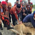 Pemuda Pancasila Deli Serdang Sembelih 9 Hewan Kurban