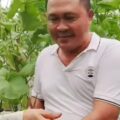 Desa Wisata Karangjaya Hadirkan Pengalaman Panen Melon Modern dan Edukatif
