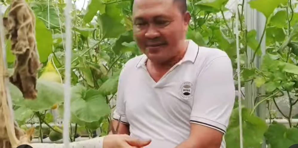 Desa Wisata Karangjaya Hadirkan Pengalaman Panen Melon Modern dan Edukatif