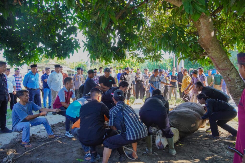 Sapi Kurban 1 Ton dari Presiden Prabowo Disembelih di Batu Bara, Bupati Baharuddin: Bukti Kepedulian Nyata untuk Rakyat