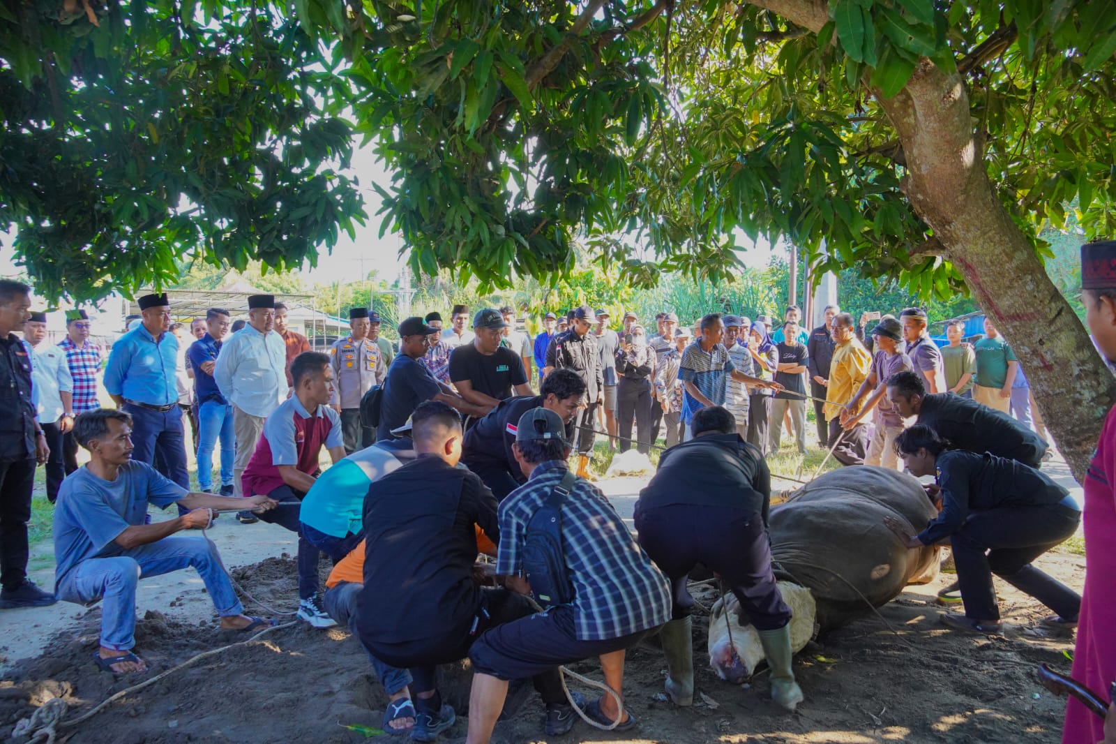 Sapi Kurban 1 Ton dari Presiden Prabowo Disembelih di Batu Bara, Bupati Baharuddin: Bukti Kepedulian Nyata untuk Rakyat