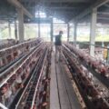 Bundes Trijaya Desa Wedang Sedayu Gresik Tancap Gas : 600 Ayam Petelur ,Kelola Pasar Jadi Mesin Ekonomi Baru