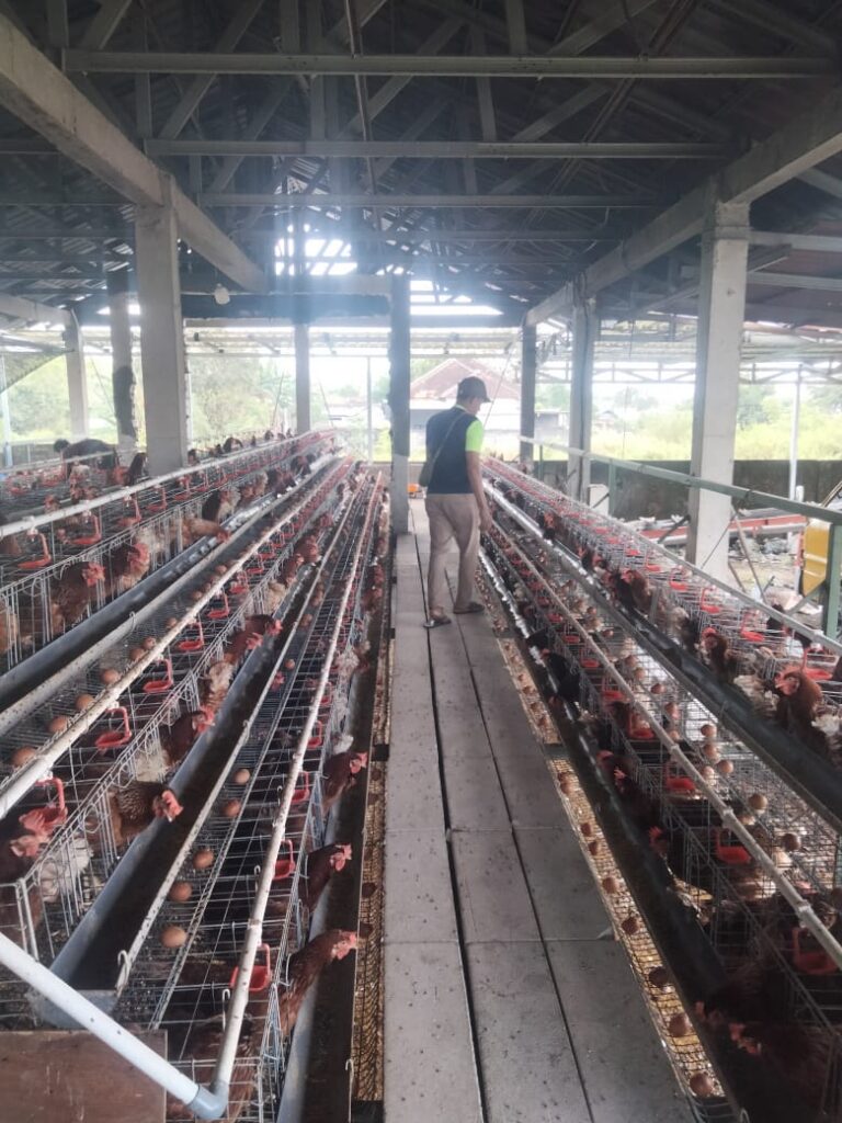 Bundes Trijaya Desa Wedang Sedayu Gresik Tancap Gas : 600 Ayam Petelur ,Kelola Pasar Jadi Mesin Ekonomi Baru