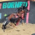 Tameng Latihan Hancur oleh Bukti Kejuaraan: Ironi Penegakan Hukum Judi Sabung Ayam di Medan Johor