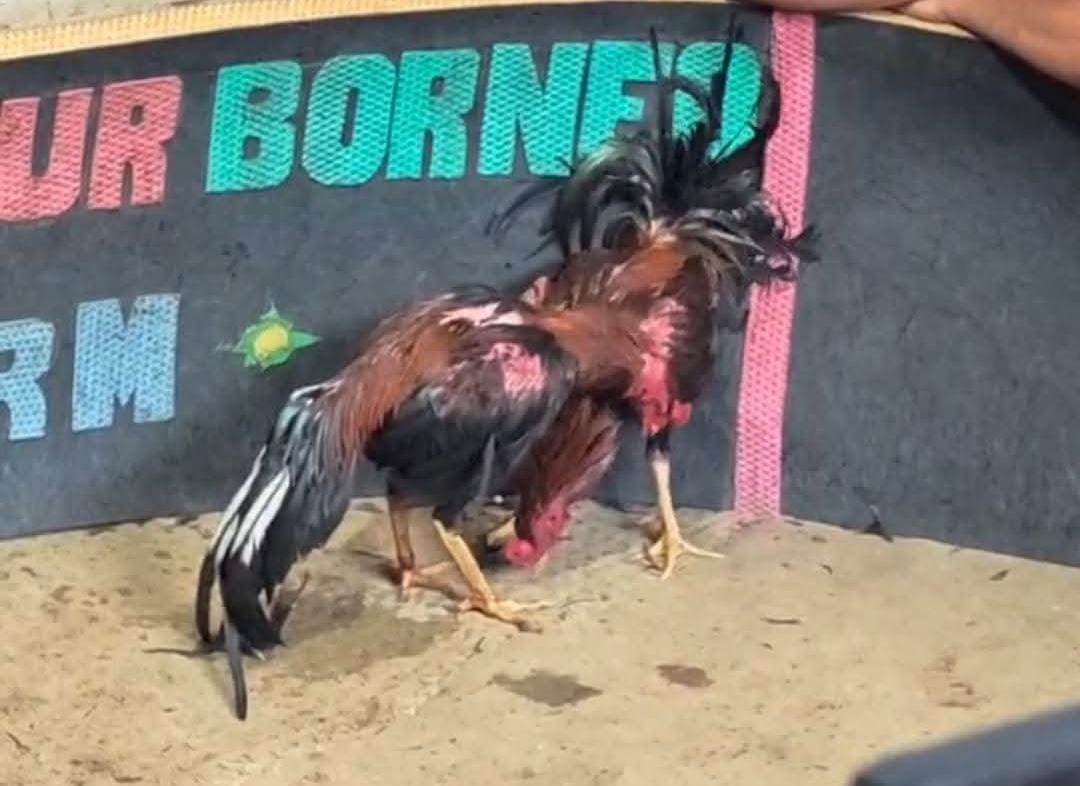 Tameng Latihan Hancur oleh Bukti Kejuaraan: Ironi Penegakan Hukum Judi Sabung Ayam di Medan Johor