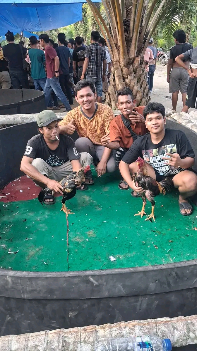 Jejak Eks Kutalimbaru: ‘Edy alias Sembiring’ Disinyalir Buka Lapak Judi Dadu dan Sabung Ayam di Telaga Sari